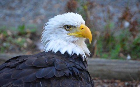 Animal feather eagle photo