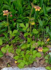 Geum urbanum x rivale IP0405043