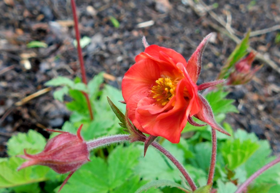 Geum flames of passion