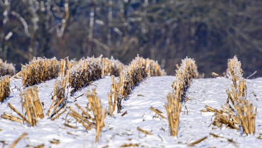 Mark stubble winter