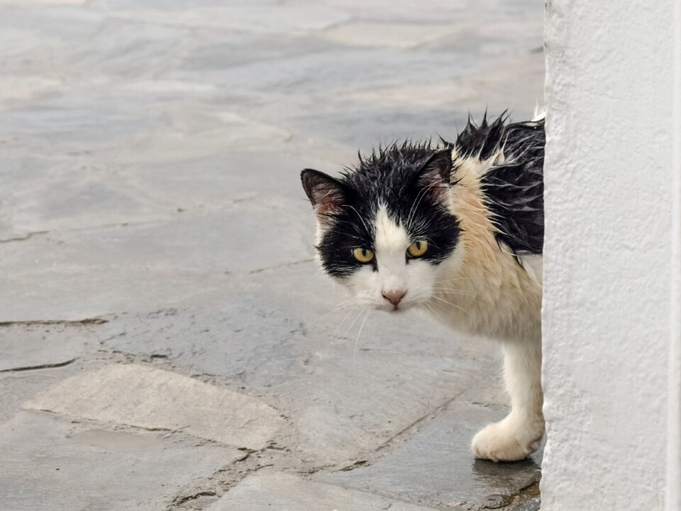 Rainy day suspicious looking