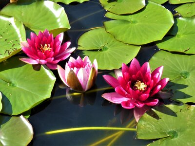 Button zen pink