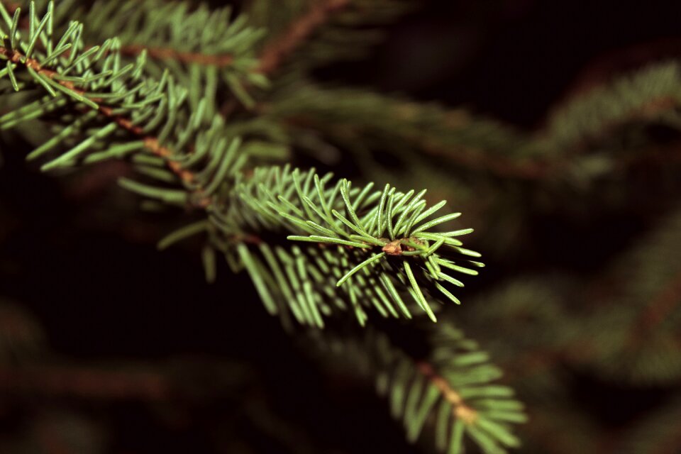 Pine leaves nature festive