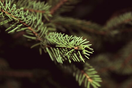 Pine leaves nature festive