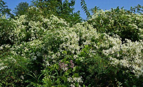 Blossom bloom plant photo