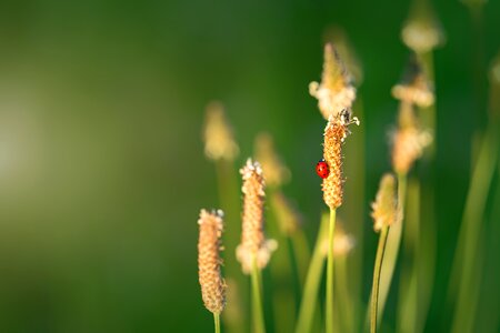 Grass plant nature