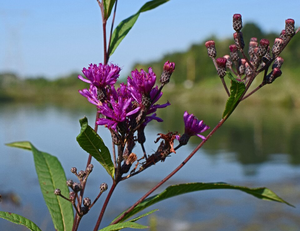 Bloom plant summer