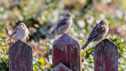 Picket fence sparrow 3 in a row