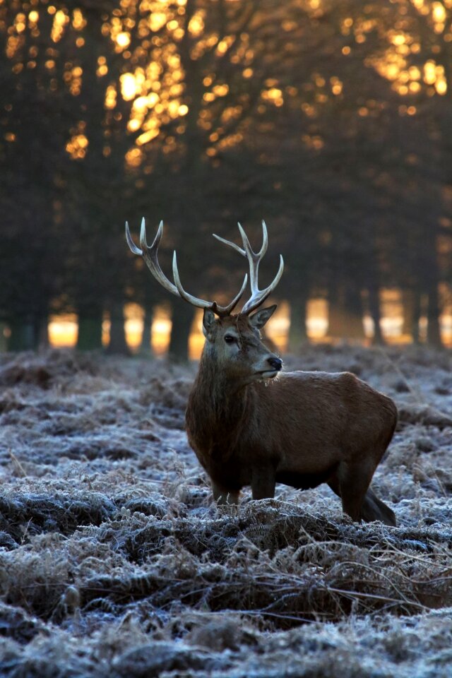 Reindeer wood wildlife