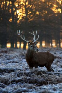 Reindeer wood wildlife photo