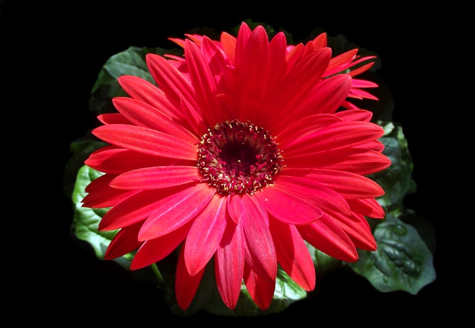 Plant nature petal