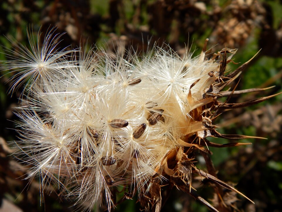 Seeds vilanos summer