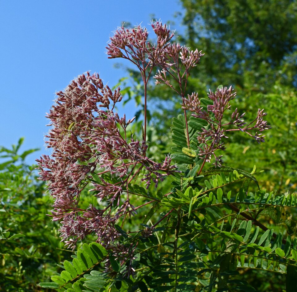 Bloom plant nature