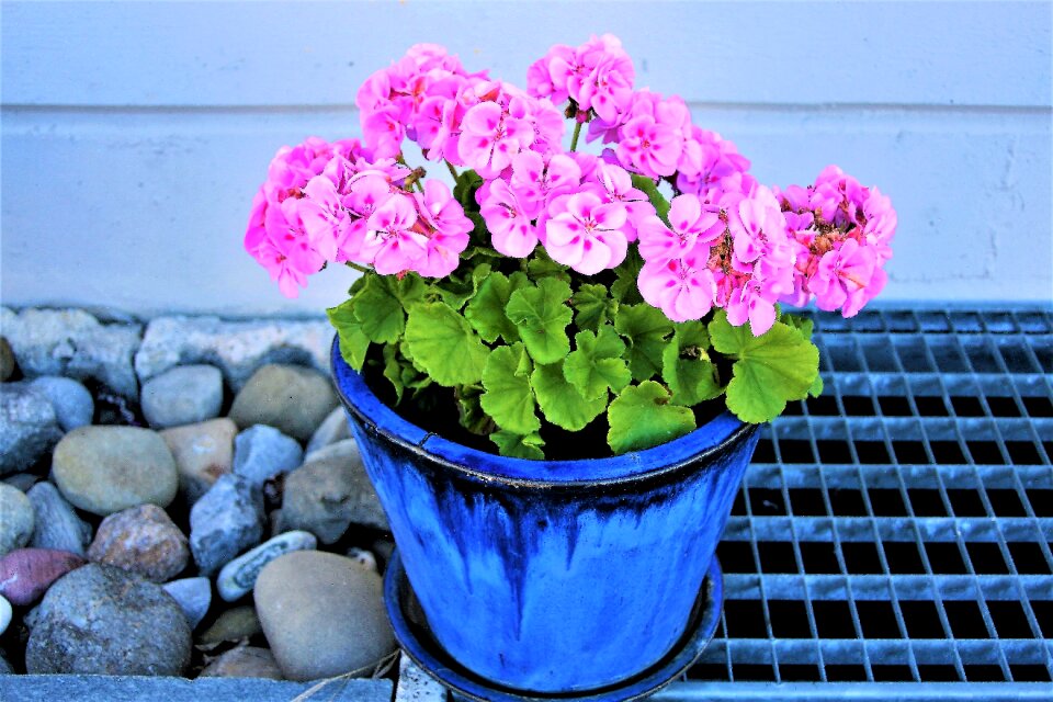 Flowers ornamental plants ornament