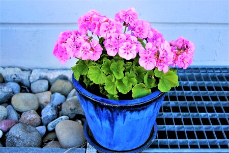 Flowers ornamental plants ornament