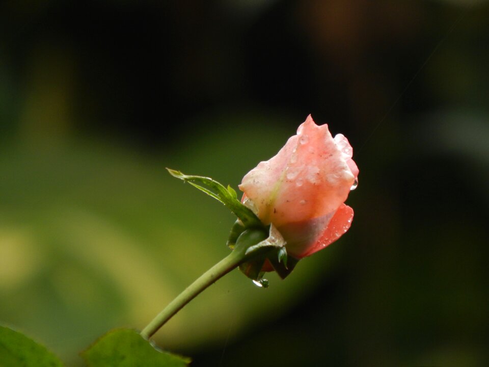 Rain wet drops