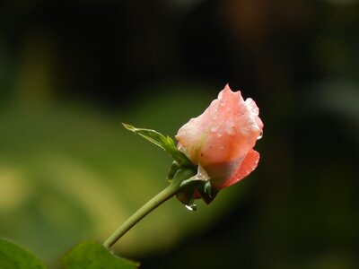 Rain wet drops