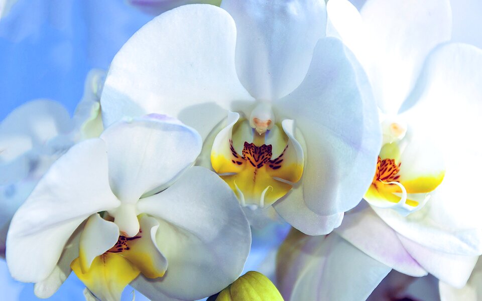 Orchid flower blue