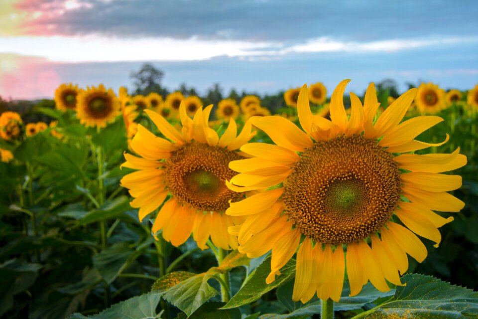 Sunflower flower summer