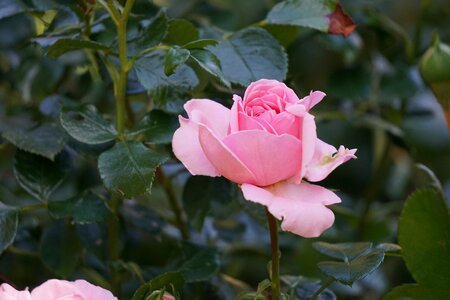 Nature close up rose bloom