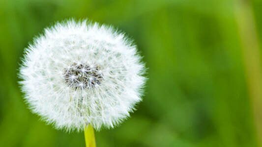 Dandelion dust natural