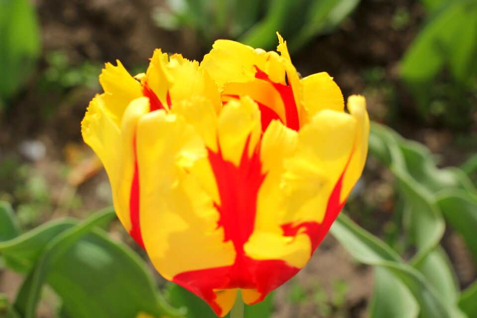 Vegetable garden spring handsomely