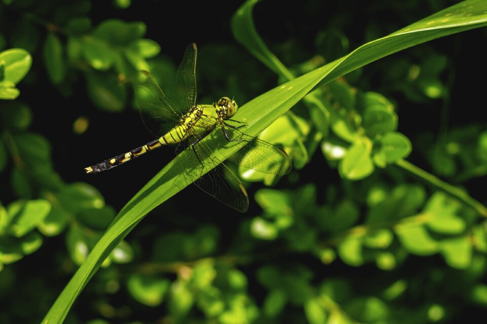 Outdoors environment insect