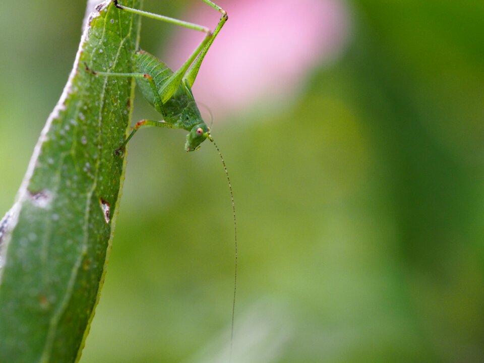 Close up camouflage nature photo