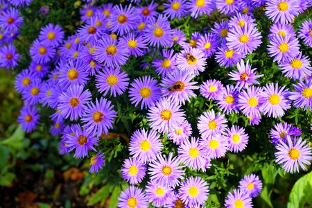 Flower purple purple nature