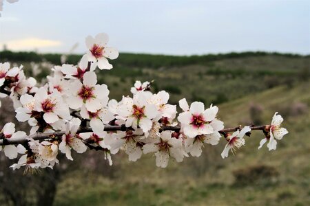 Nature plant tree
