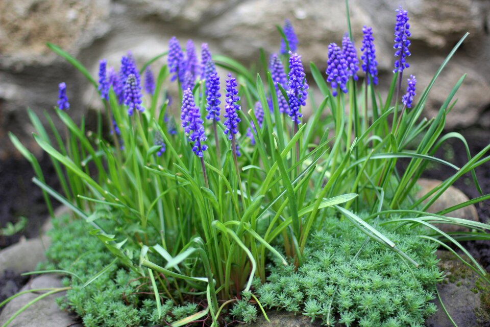 Spring handsomely blue