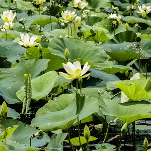 Lily pad green photo