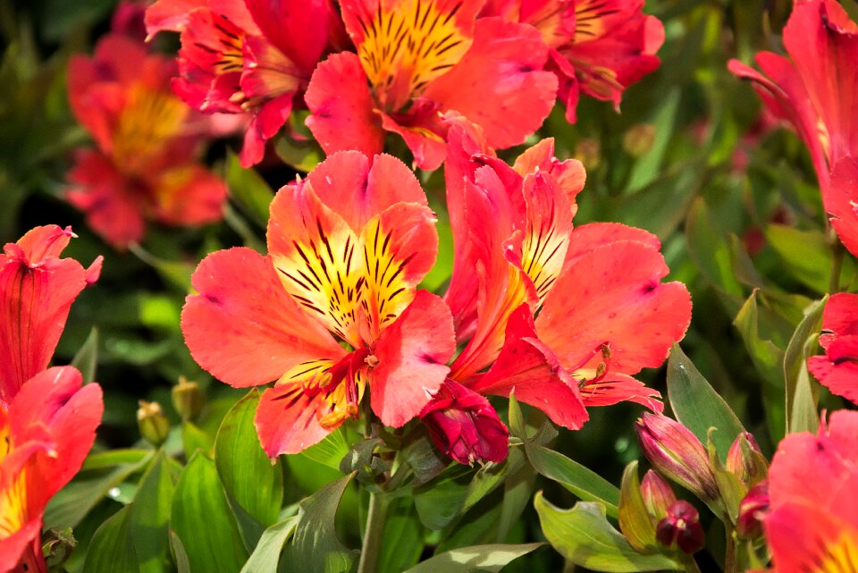 Bloom summer close up