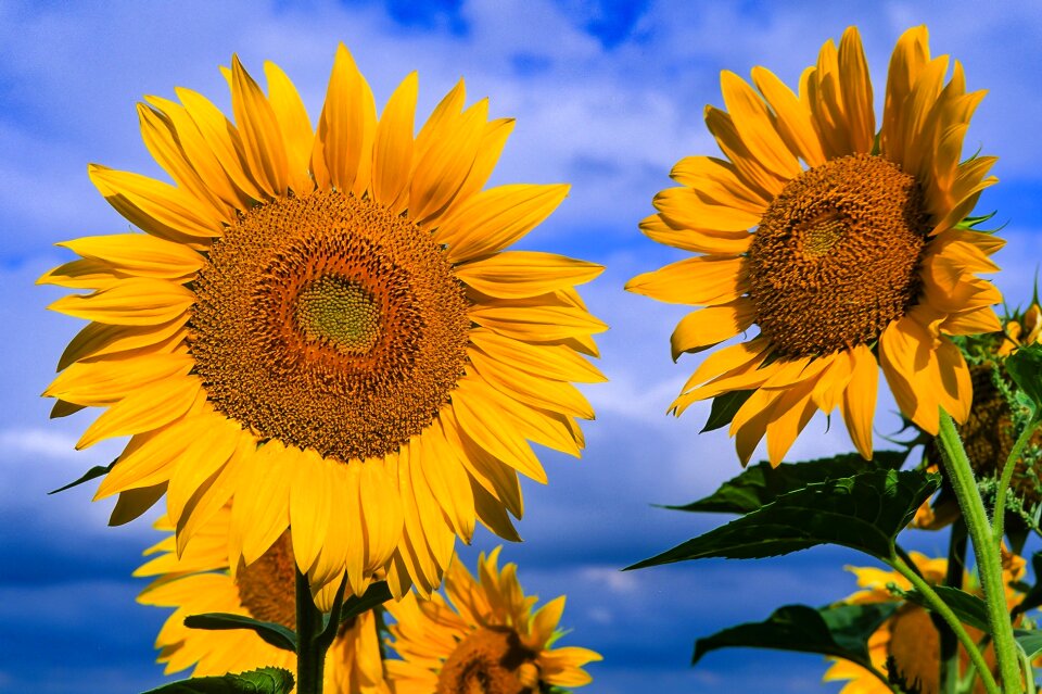 Sunflower summer tournesol