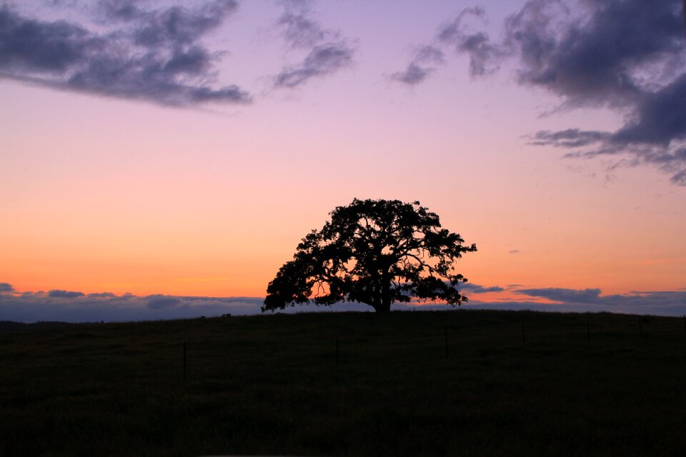 Oak tree summer landscape