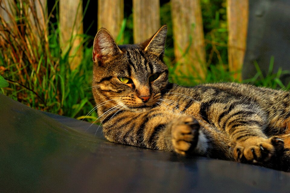 Cat face domestic cat sweet