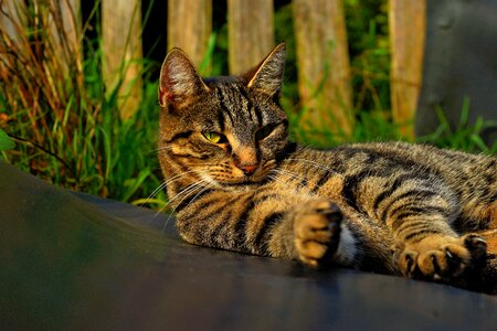 Cat face domestic cat sweet photo