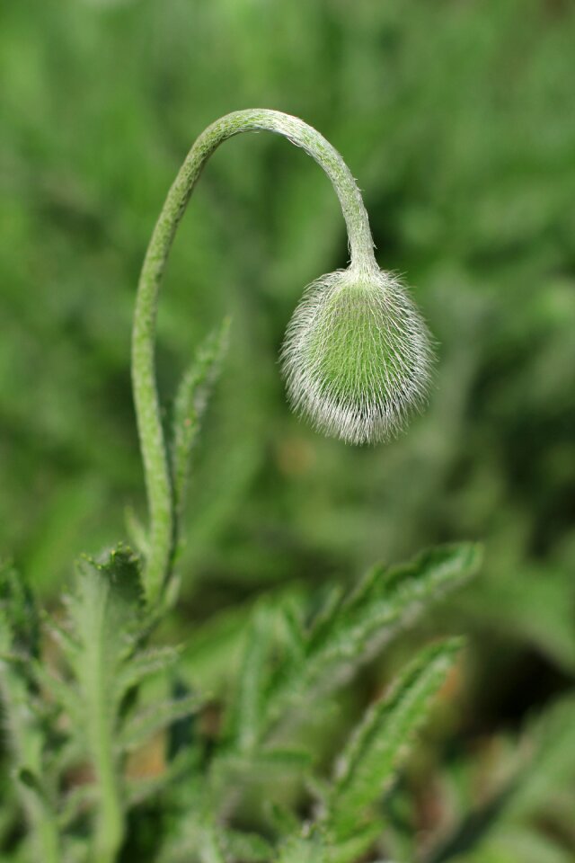 Vegetable garden spring handsomely