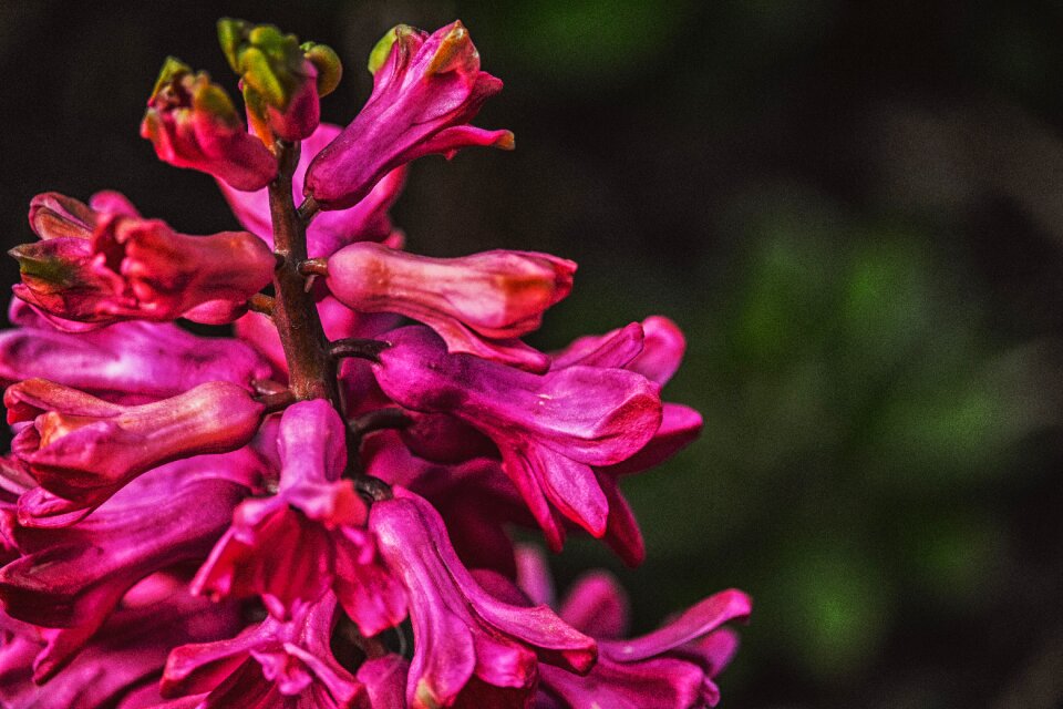 Delicate flower garden flower