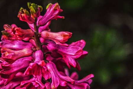 Delicate flower garden flower