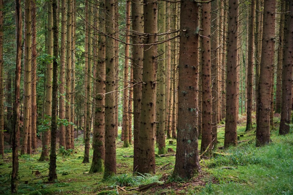 Forests wood nature