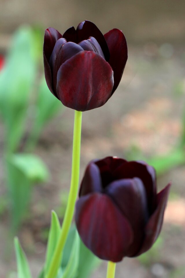 Vegetable garden spring handsomely