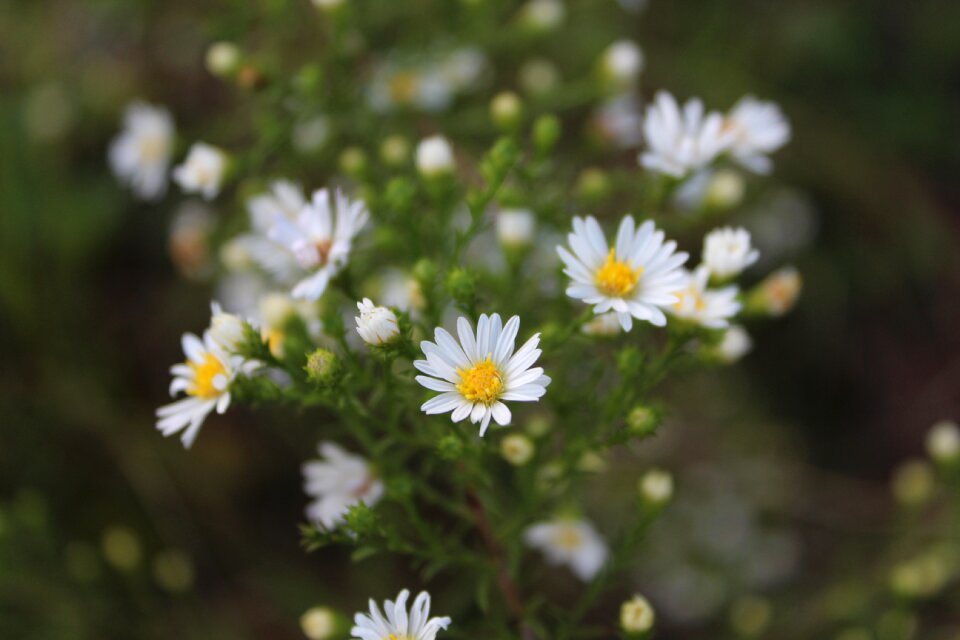 Summer outdoors wildflower