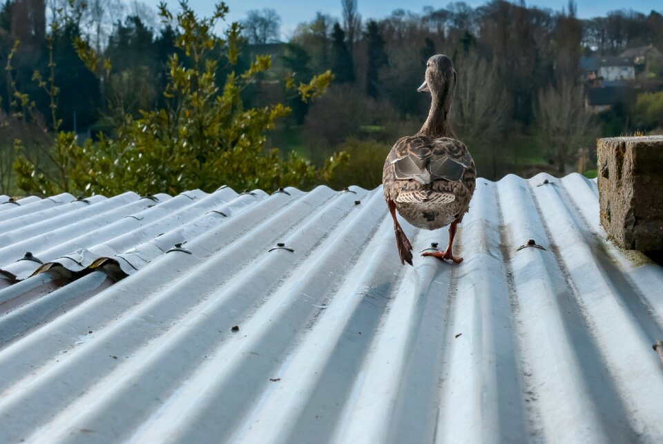 Wild duck animal mallard
