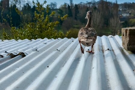 Wild duck animal mallard