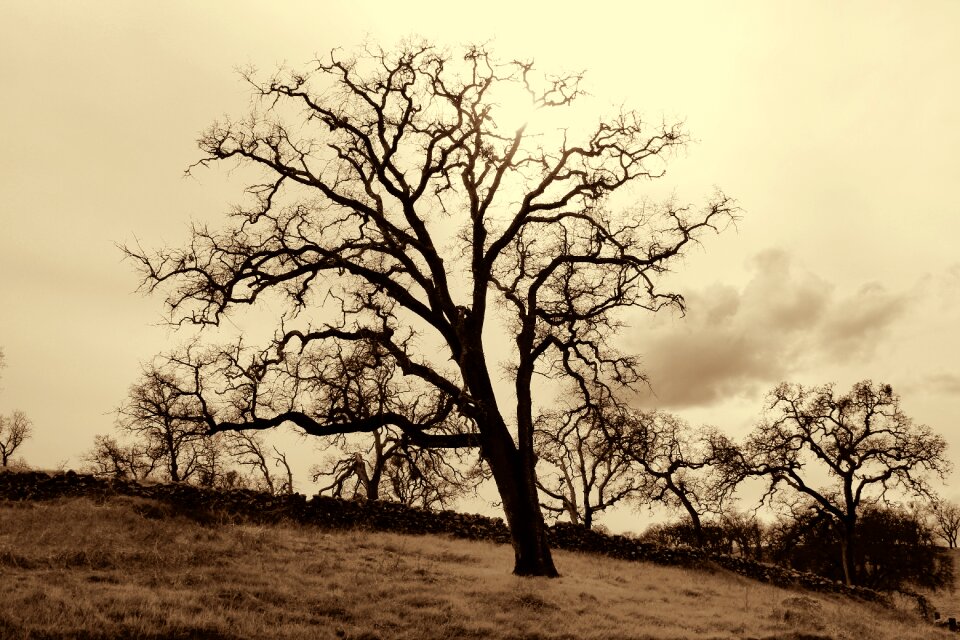 Sepia western nature