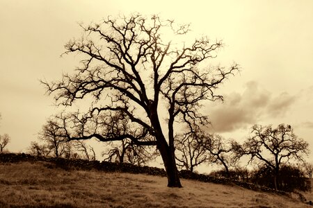 Sepia western nature photo