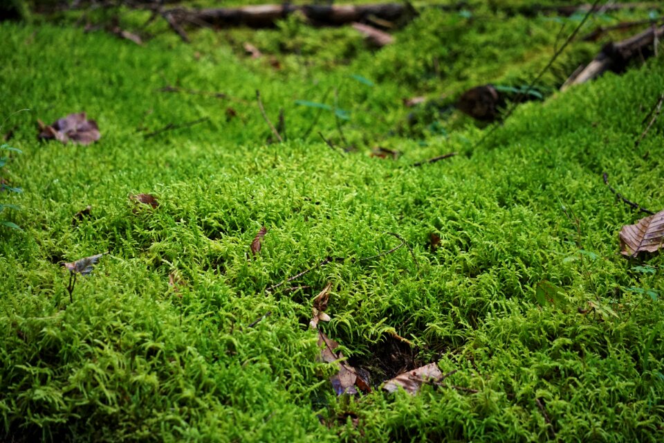 Forest nature green