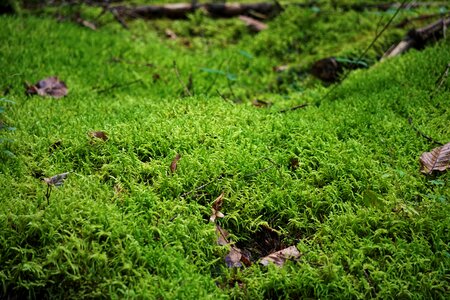 Forest nature green