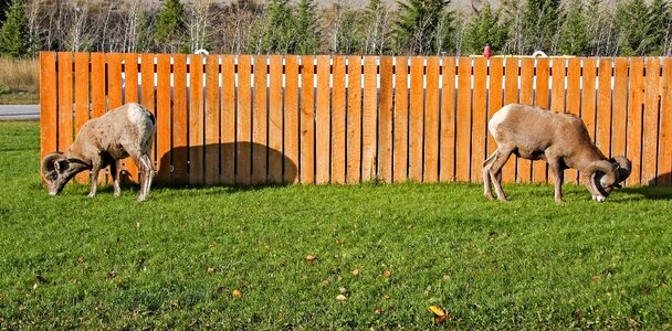 Fence nature meadow photo